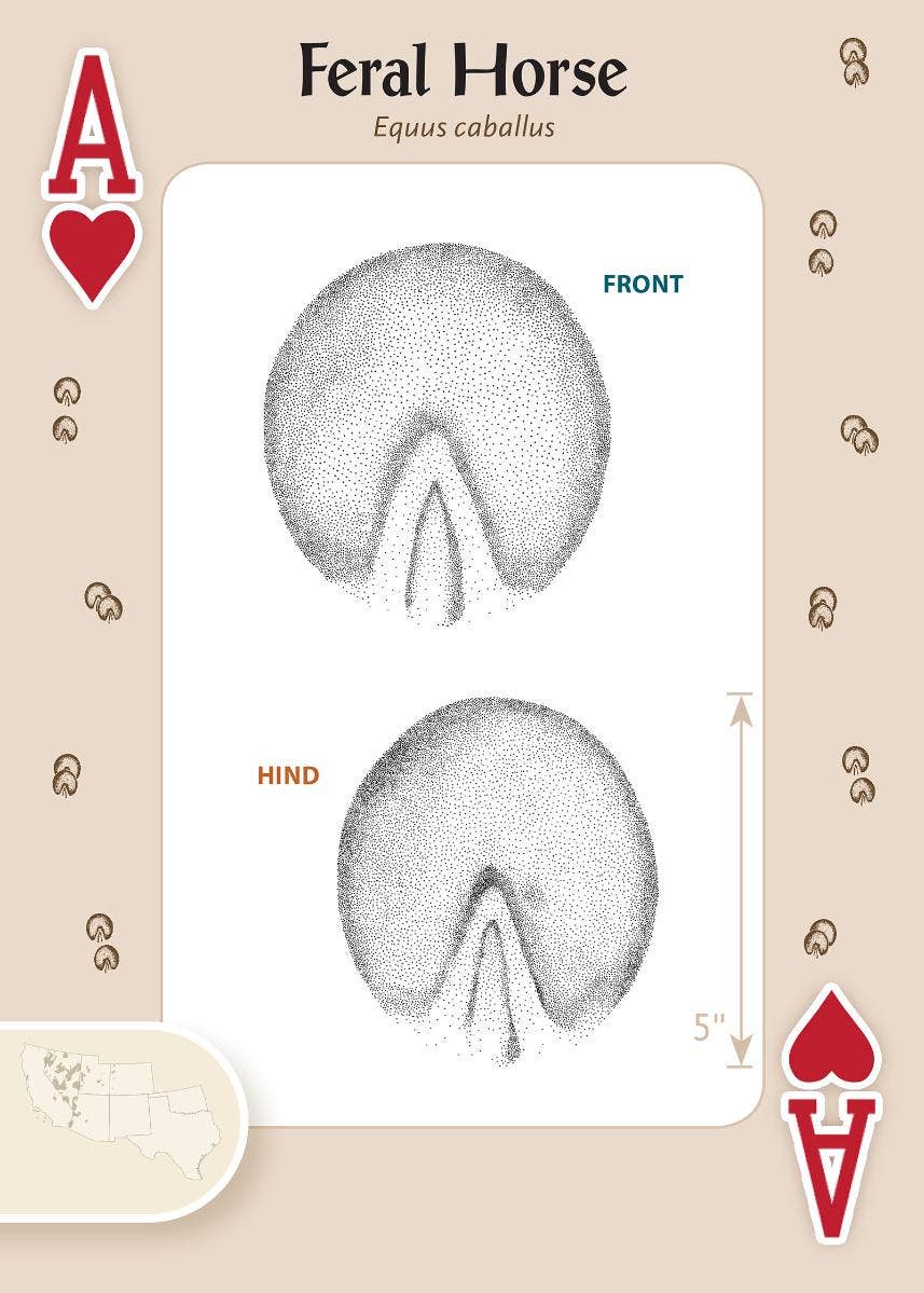 Animal Tracks of Southwest Playing Cards LU
