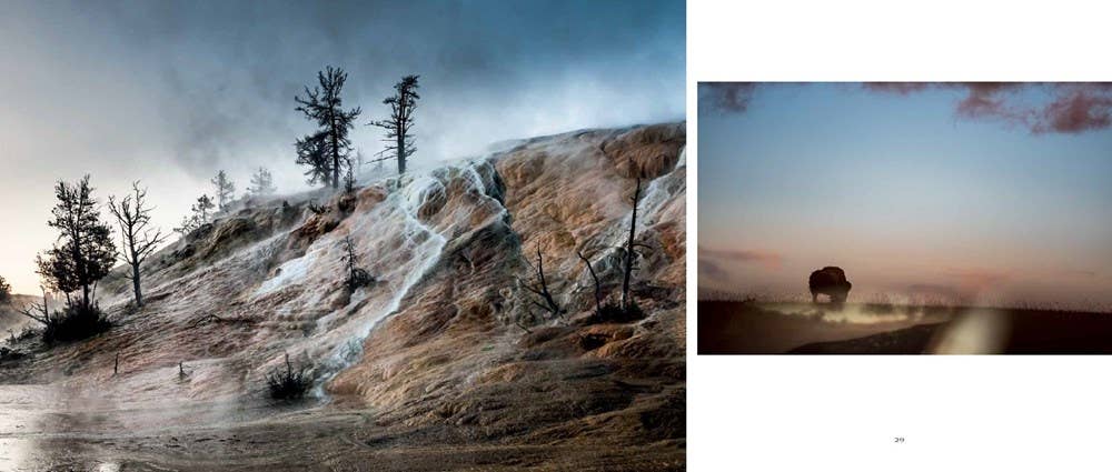 Bison: Portrait of an Icon