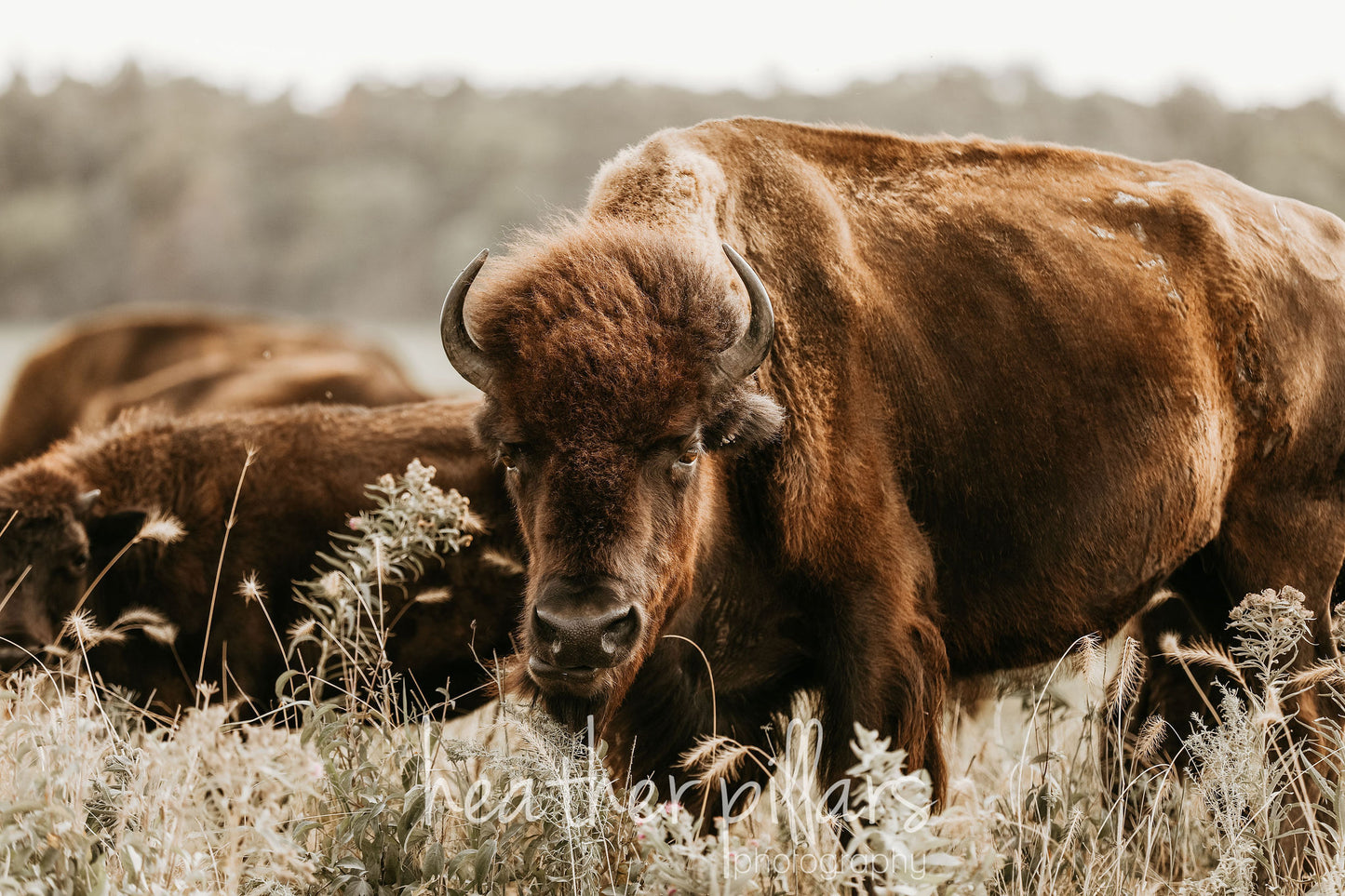 Bison Side View- 8x10 HP