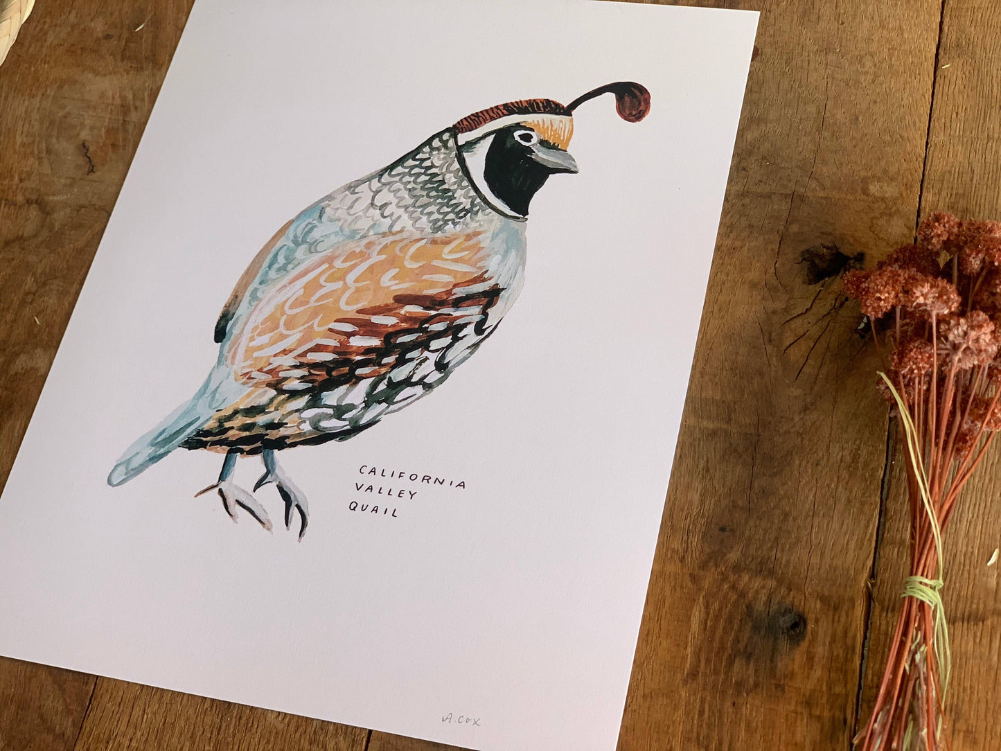 California Valley Quail Bird Art Print Home Wall Decor