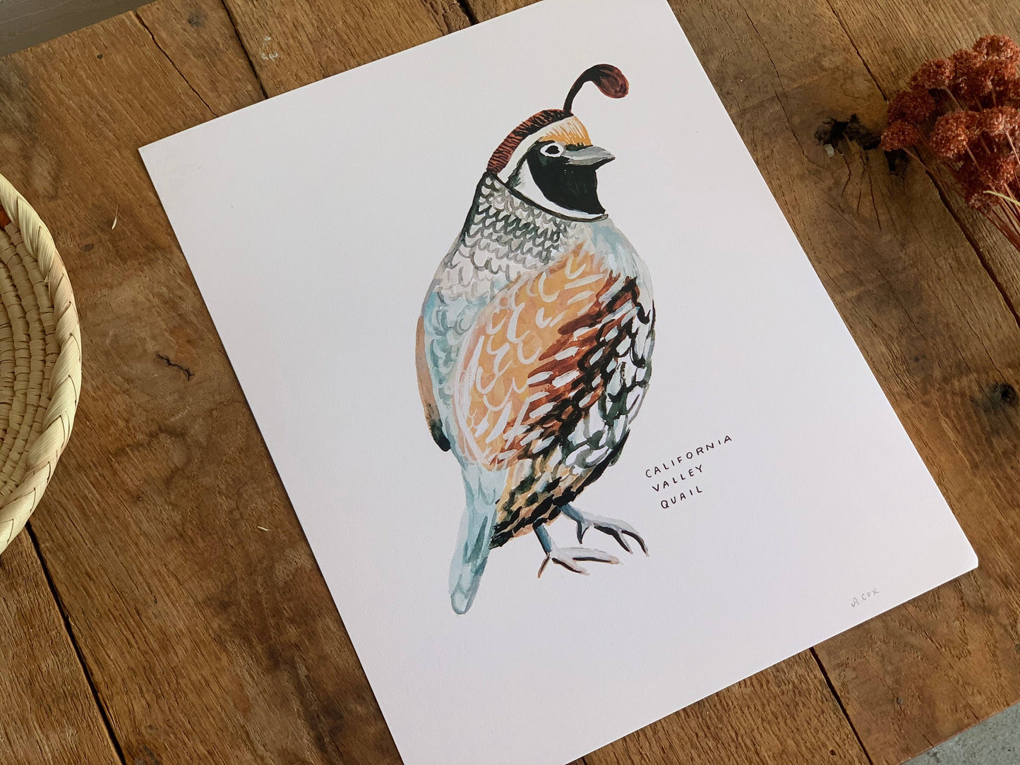 California Valley Quail Bird Art Print Home Wall Decor