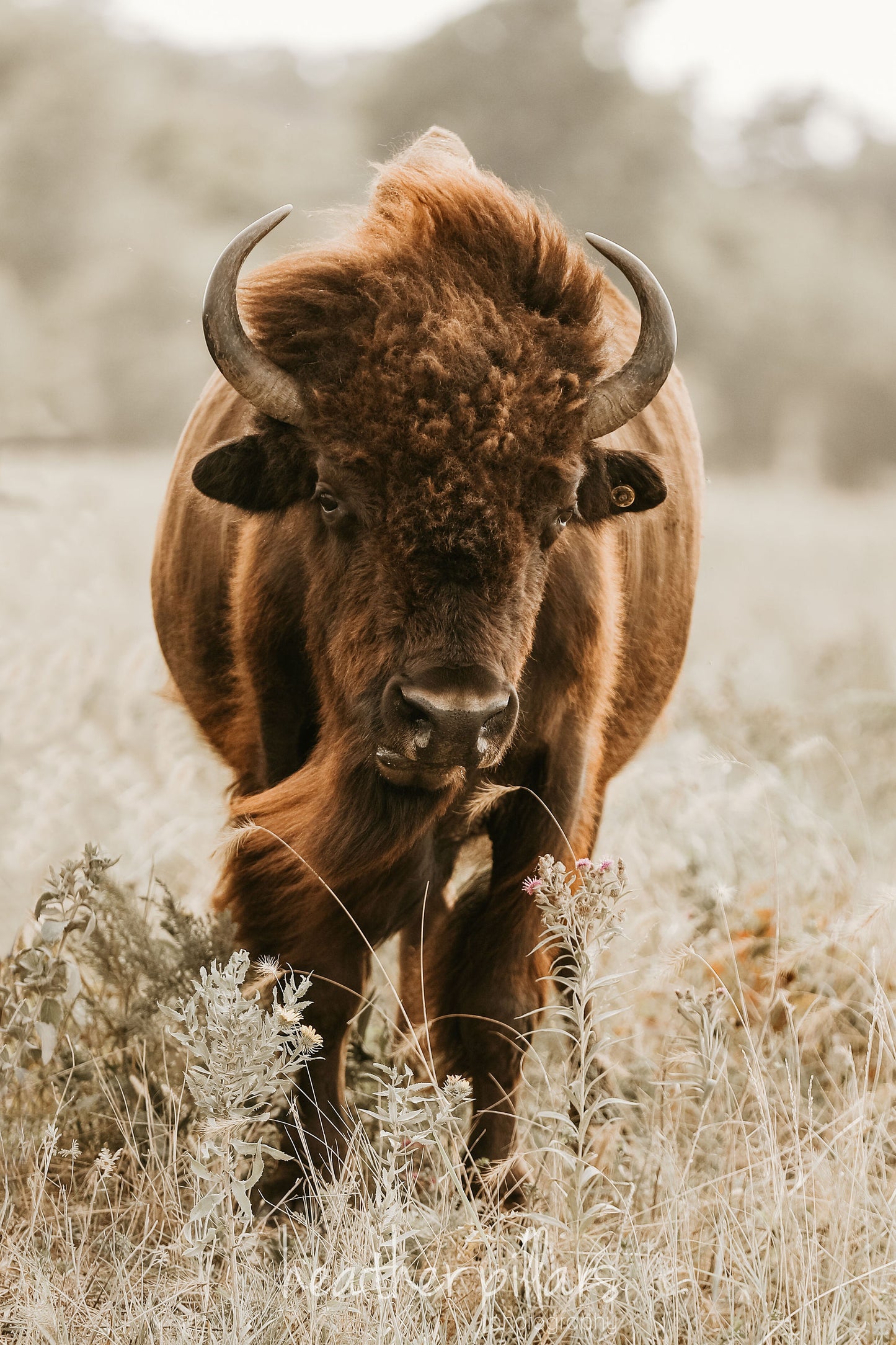 Bison Head On- 8x10