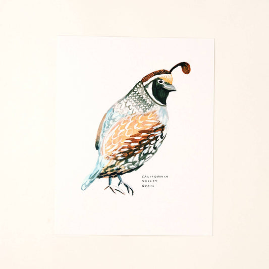 California Valley Quail Bird Art Print Home Wall Decor