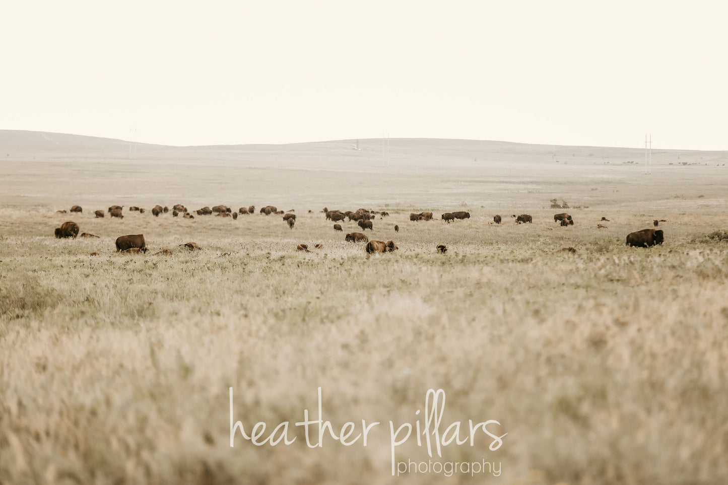 Field of Bison- 11x14