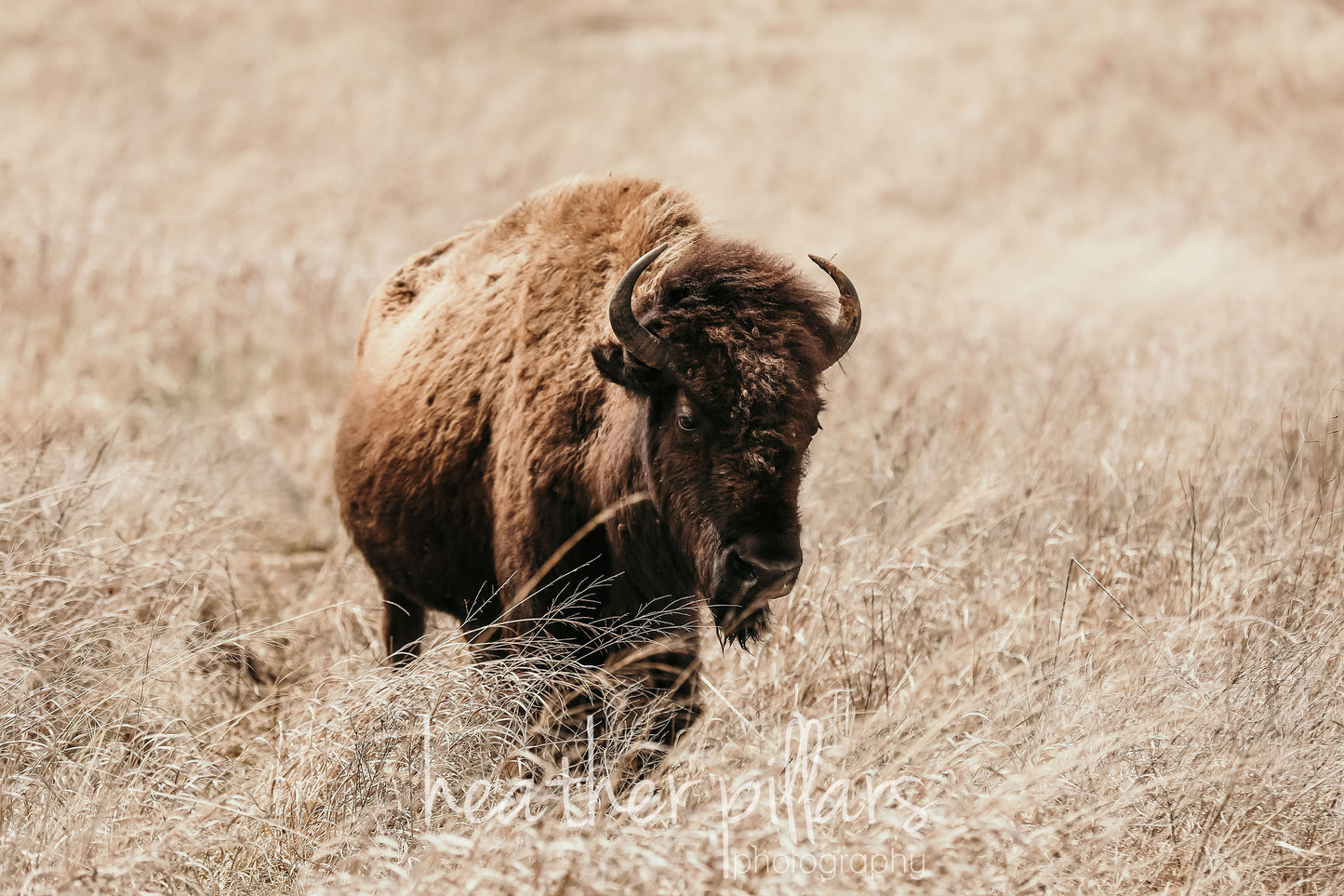 Bison Walking- 8x10