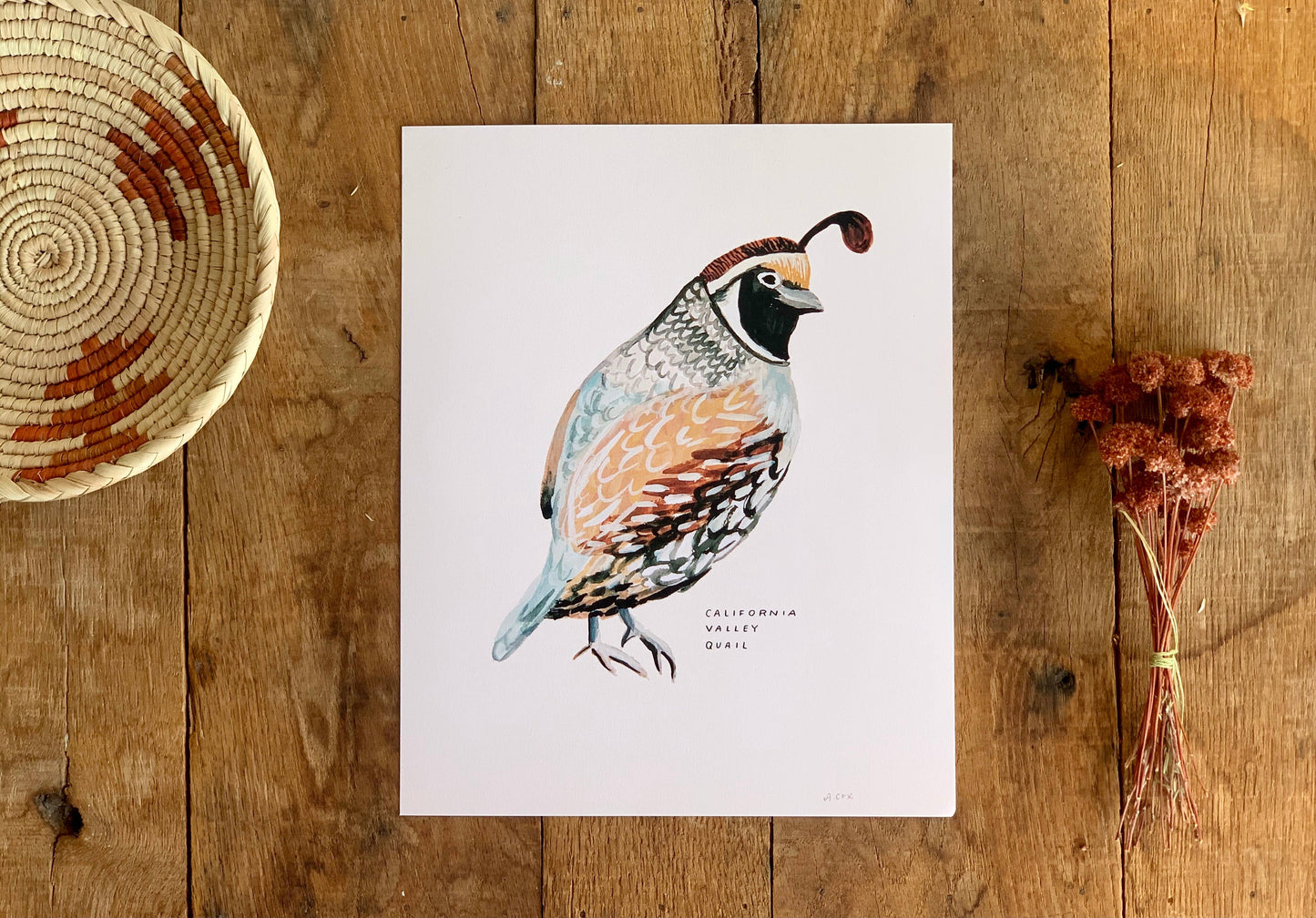 California Valley Quail Bird Art Print Home Wall Decor