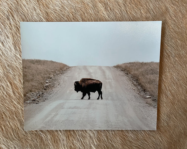 Bison Crossing the Road- HPP