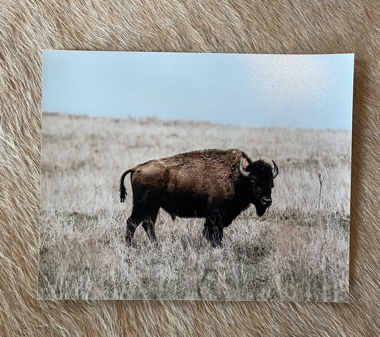 Bison in the Field- HPP
